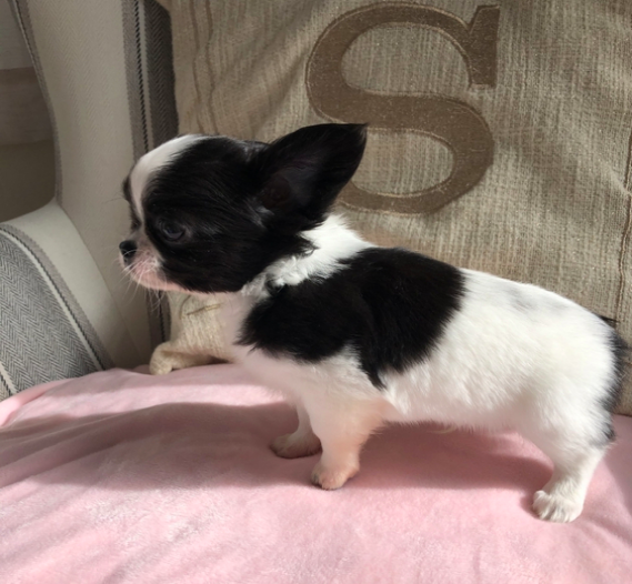 comprar cachorros sanos, baratos y asequibles para la venta